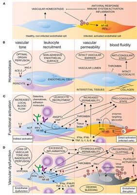 Endothelial Cells in Emerging Viral Infections